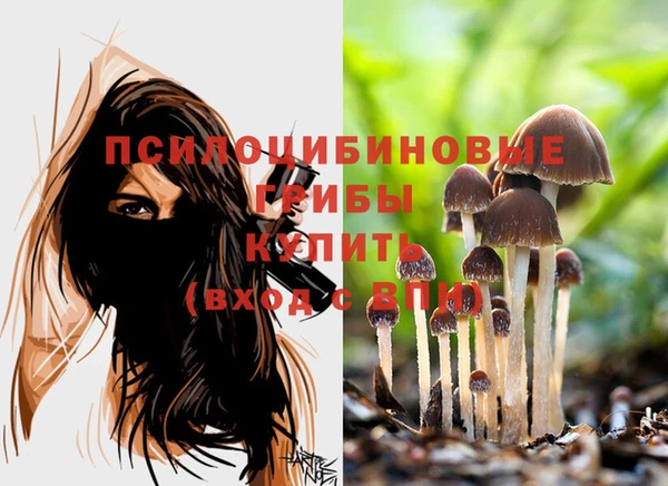 PSILOCYBIN Аркадак